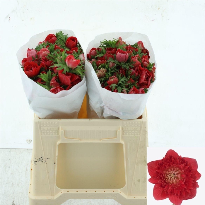 <h4>ANEM CO LEVAN ROSSO</h4>