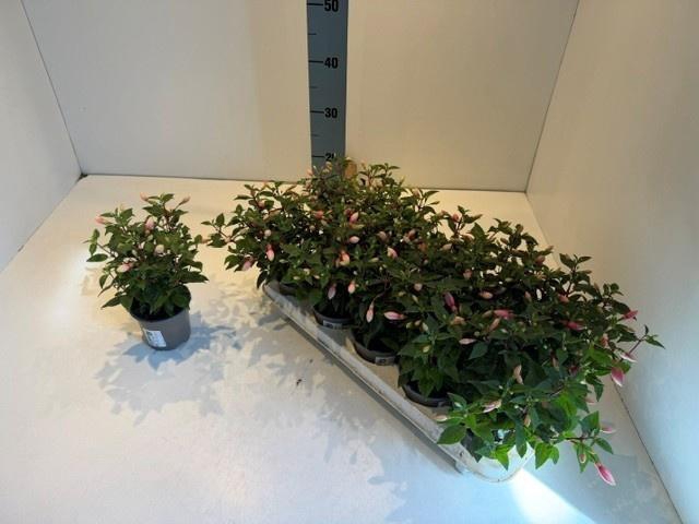 <h4>OVERIGE PERKPL</h4>