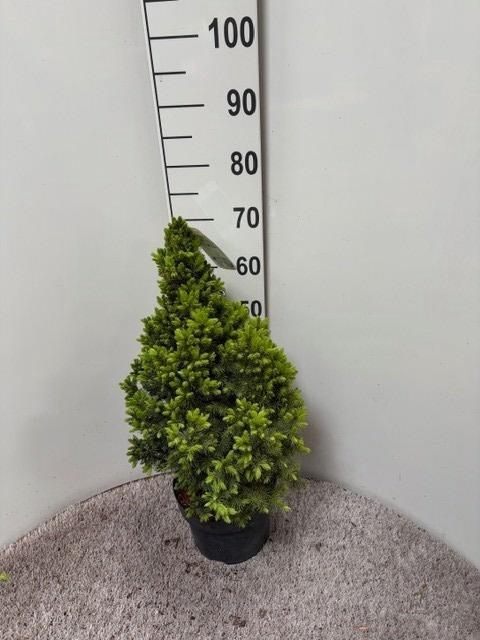 <h4>PICEA GL DECEMBER</h4>