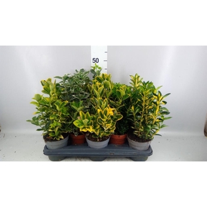 Euonymus japon.   ...mix