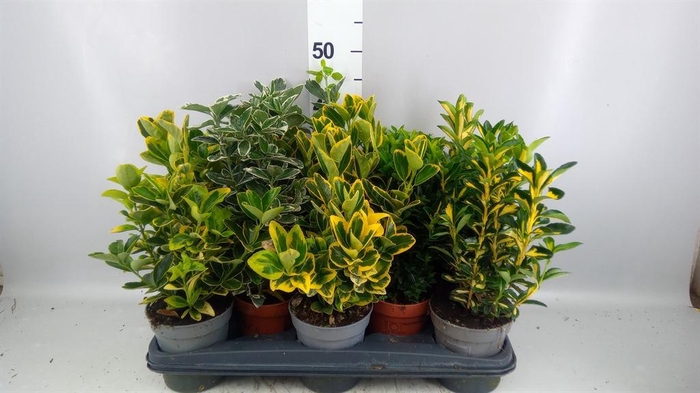 <h4>Euonymus japon.   ...mix</h4>