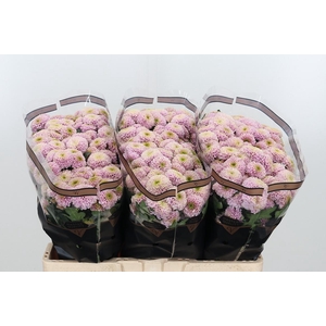 Chr San Aaa Doria Pi