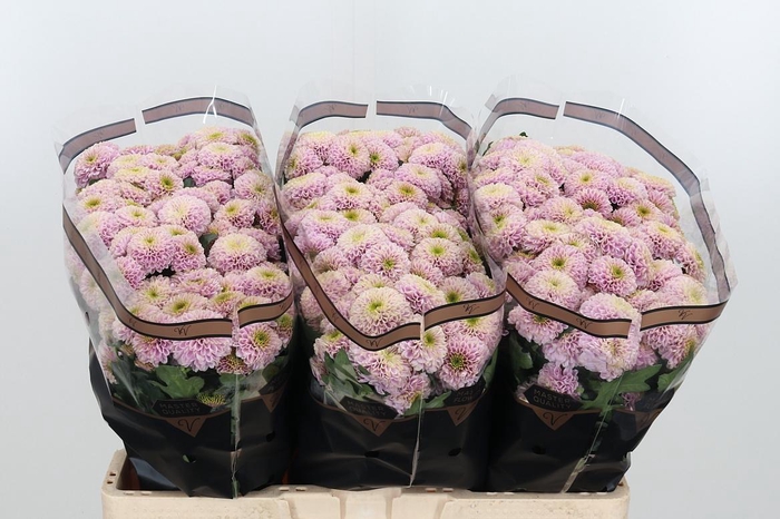 <h4>Chr San Aaa Doria Pi</h4>