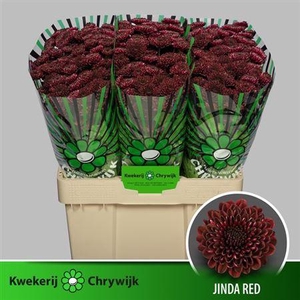 Chr S Jinda Red