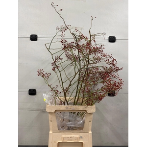 ROSA CORALLO RFRUITS