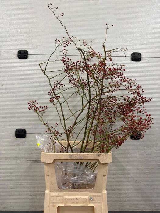 <h4>ROSA CORALLO RFRUITS</h4>