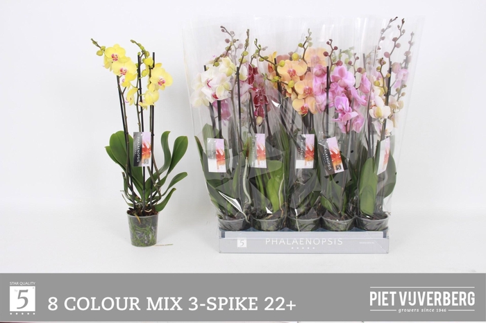 <h4>PHAL GEM 8 KL</h4>