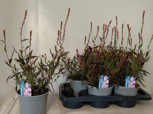 <h4>GAUR LI GEYSER PINK</h4>