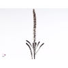 ACTAEA SIM BRUNETTE