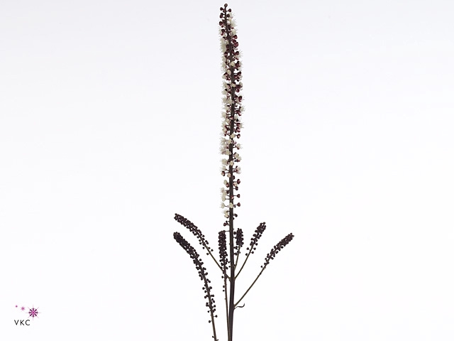 ACTAEA SIM BRUNETTE