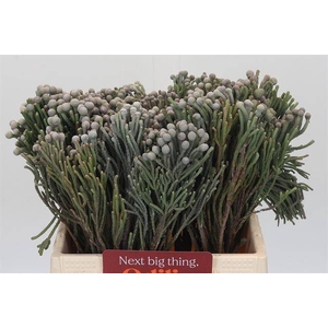 BRUN LAEVIS 40 CM P.BLIK