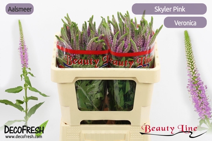 <h4>VERON L SKYLER PINK</h4>