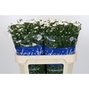 Aster Cassy