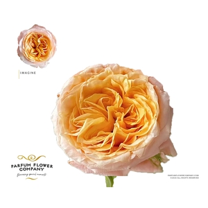 Rosa Garden Imagine