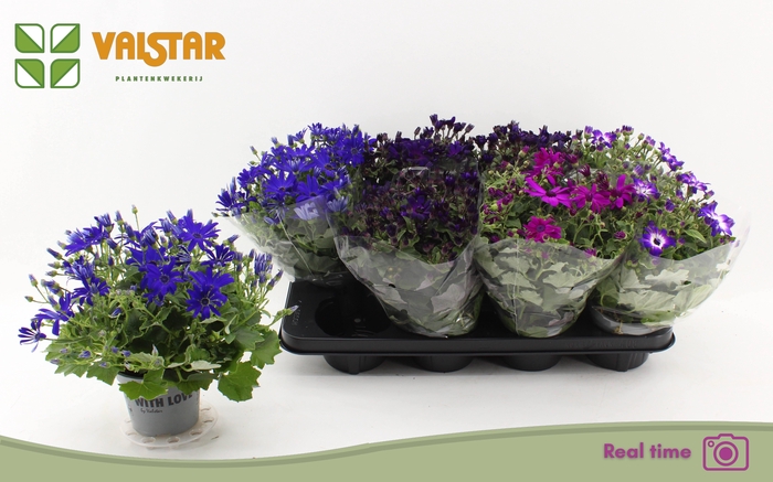 <h4>PERI C MAN GEM</h4>