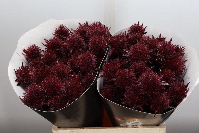 <h4>Snijgroen Eryn A Ov Klb H</h4>