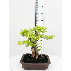 Duranta repense, pot 30cm , height 40cm. with driptray. (single item)