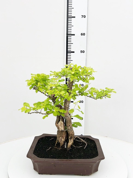 <h4>Duranta repense, pot 30cm , height 40cm. with driptray. (single item)</h4>