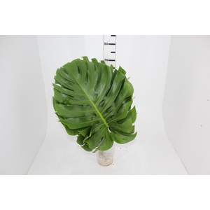 FOLH MONSTERA DELIC. 050 CM