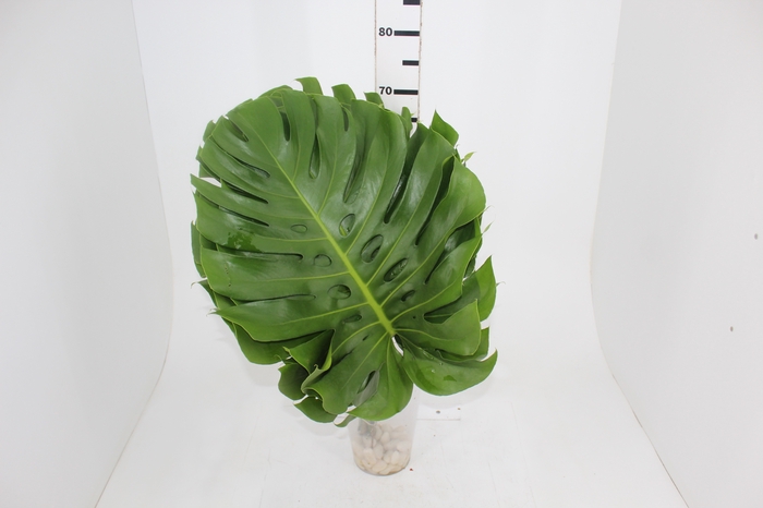 <h4>FOLH MONSTERA DELIC. 050 CM</h4>