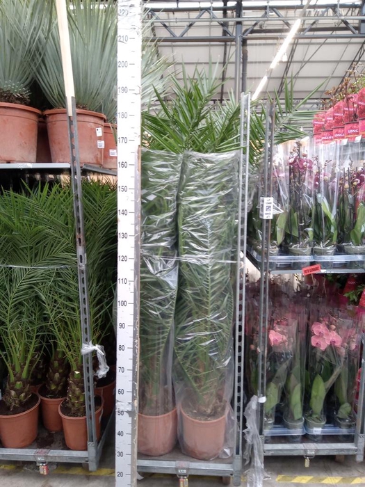 <h4>Phoenix canariensis</h4>