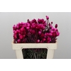 Kaaps Groen Phaenocoma Pink
