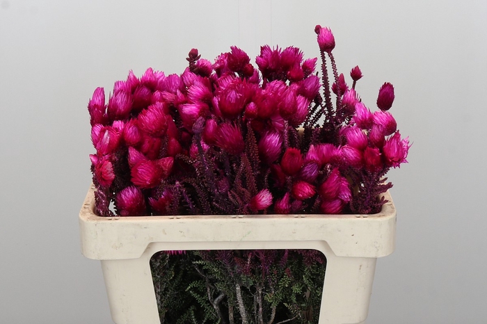 Kaaps Groen Phaenocoma Pink