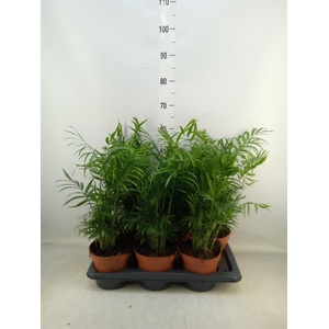 Chamaedorea elegans