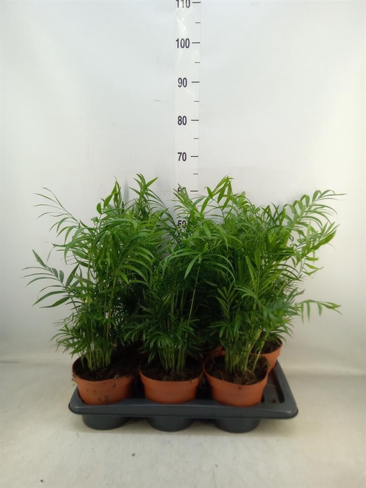 <h4>Chamaedorea elegans</h4>