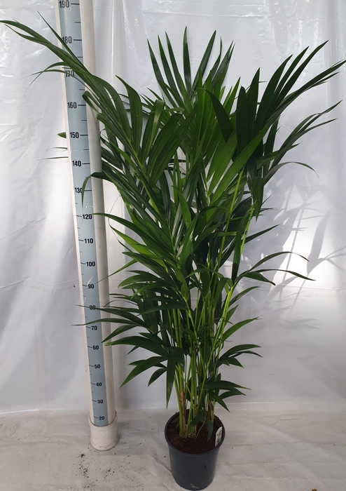 <h4>HOWEA FORSTERIANA</h4>