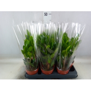 Zamioculcas zamiifolia