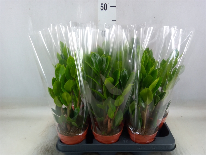 <h4>Zamioculcas zamiifolia</h4>