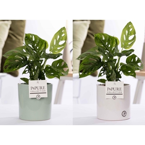 Monstera Adansonii in P&PURE Essential mix ass. 2