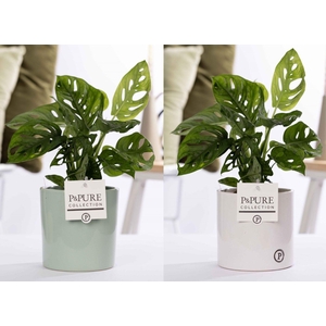 Monstera Adansonii in P&PURE Essential mix ass. 2