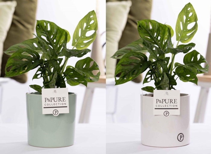 <h4>Monstera Adansonii in P&PURE Essential mix ass. 2</h4>