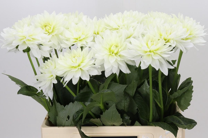<h4>Dahlia Karma M. Zwaan</h4>