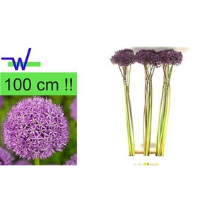 Allium Gladiator