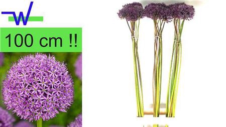 <h4>Allium Gladiator</h4>