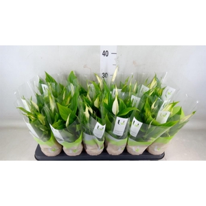 Spathiphyllum  'Chopin'