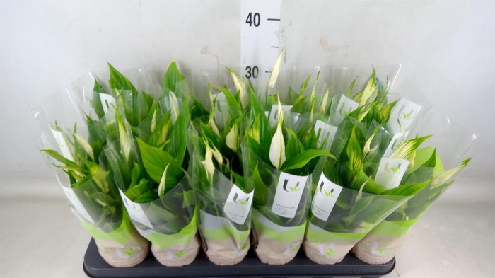 <h4>Spathiphyllum 'Chopin'</h4>