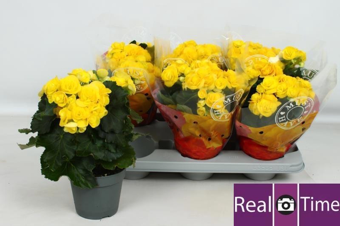 <h4>BEG HL REBECCA</h4>