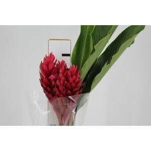 ALPINIA PURPURATA VERMELHA