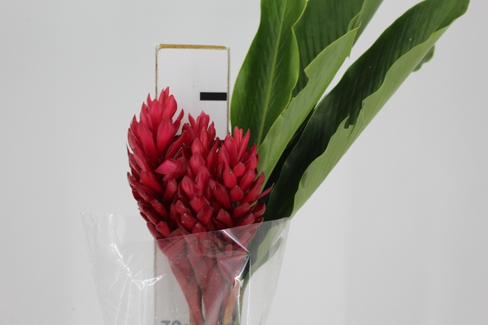 <h4>ALPINIA PURPURATA VERMELHA</h4>