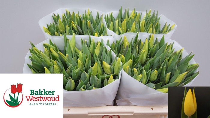 <h4>TU EN STRONG GOLD</h4>