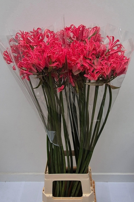 <h4>NE ELEGANCE CASANDRA</h4>
