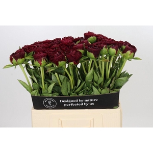 Paeonia ole faithful