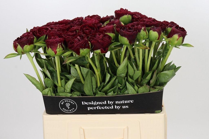 <h4>Paeonia ole faithful</h4>