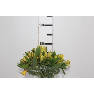 ALSTROEMERIA CARIBBEAN 080 CM