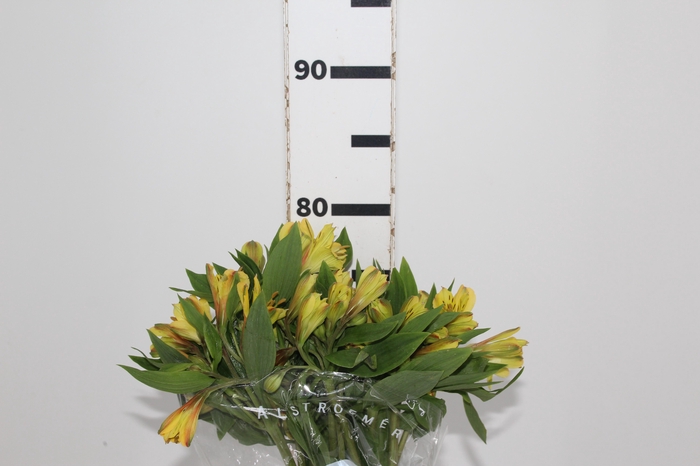 <h4>ALSTROEMERIA CARIBBEAN 080 CM</h4>