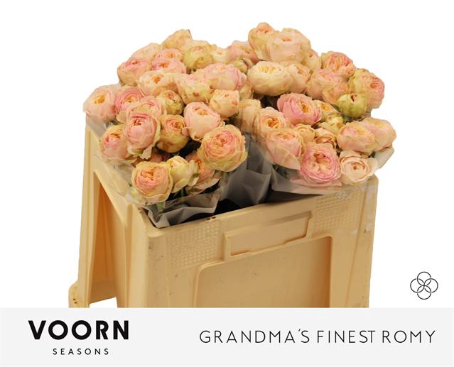 <h4>R TR GRANDMA F ROMY</h4>